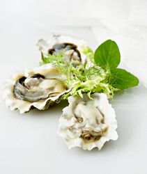 oyster.jpg