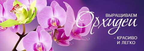 Выращиваем орхидеи - красиво и легко